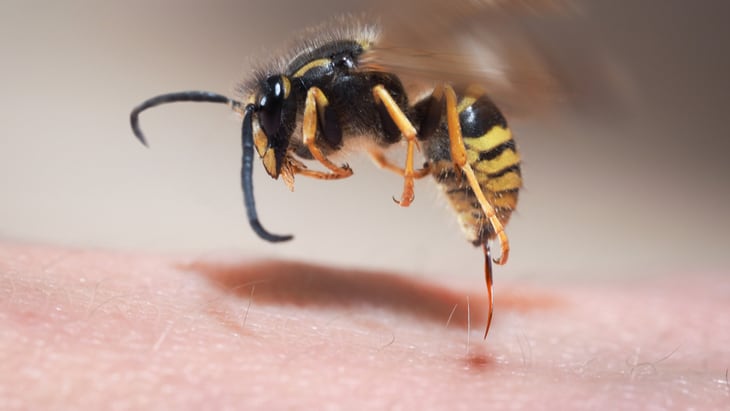 What bit me? Ultimate guide to bites and stings