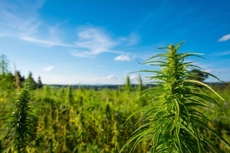 Cannabis may help severely ill Covid-19 patients