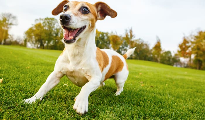 Diabetes in dogs – signs and treatment