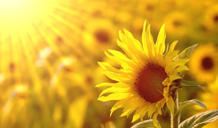 Five ways to combat Seasonal Affective Disorder