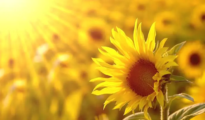 Five ways to combat Seasonal Affective Disorder