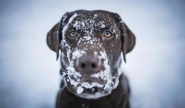 Essential Winter Weather Tips for You and Your Pets! Winter Weather
