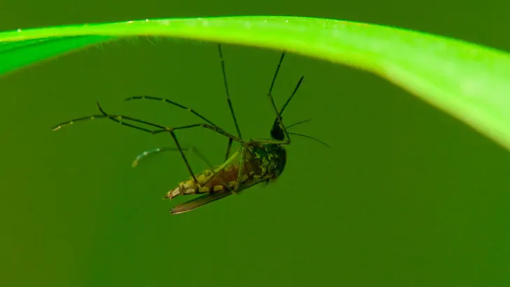 Malaria and climate change