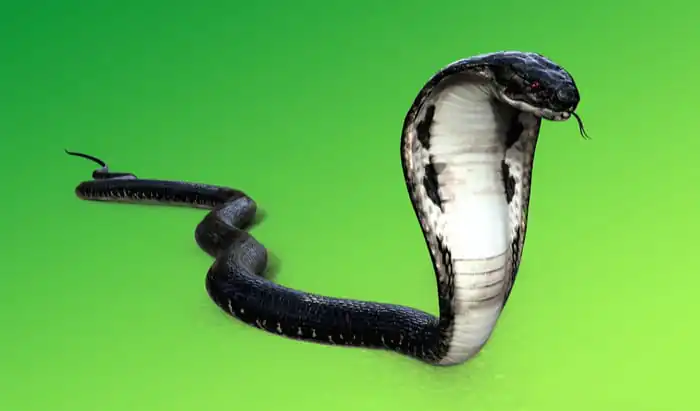 Antivenoms needed in sub-Saharan Africa