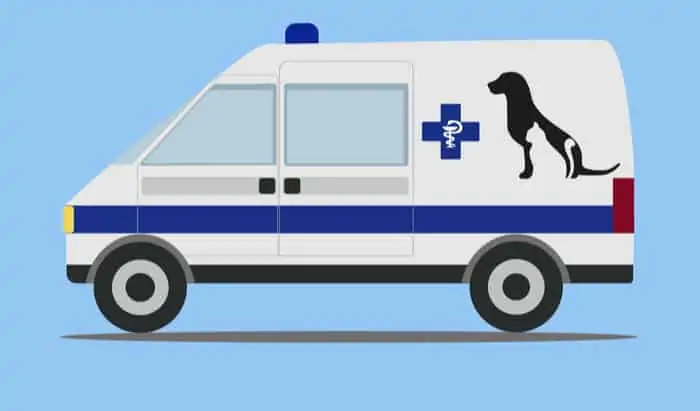 What to do if your dog is hit by a car?