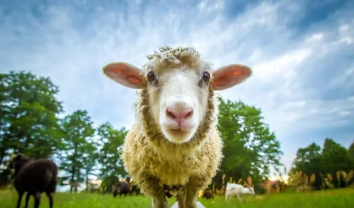 Research in Sheep Suggests Possible Early Test for Fetal Heart Health