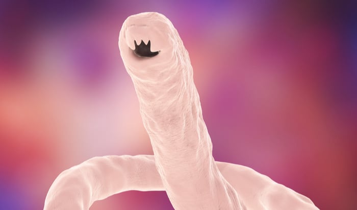 Oral hookworm vaccine could save millions around the world