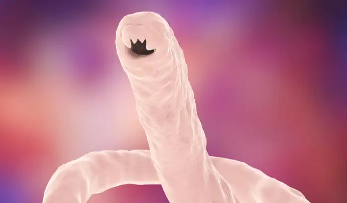 Oral hookworm vaccine could save millions around the world