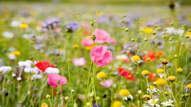 A healing garden