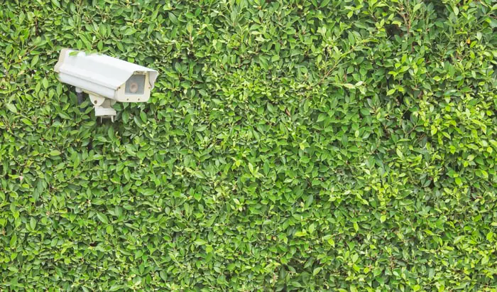 CCTV security Camera on the tree wall in the garden