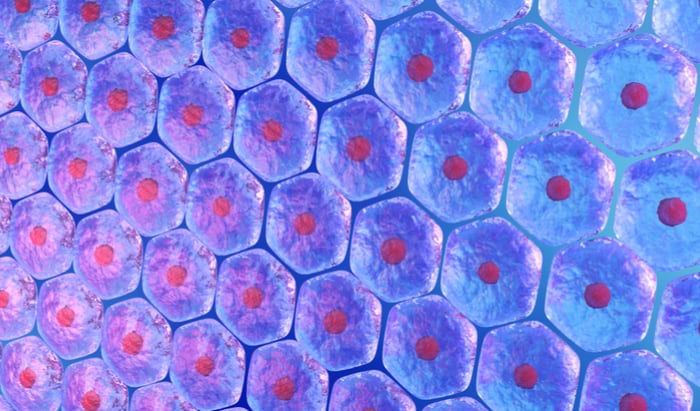 Age of stem cell donor influences survival