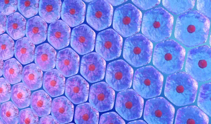 Age of stem cell donor influences survival