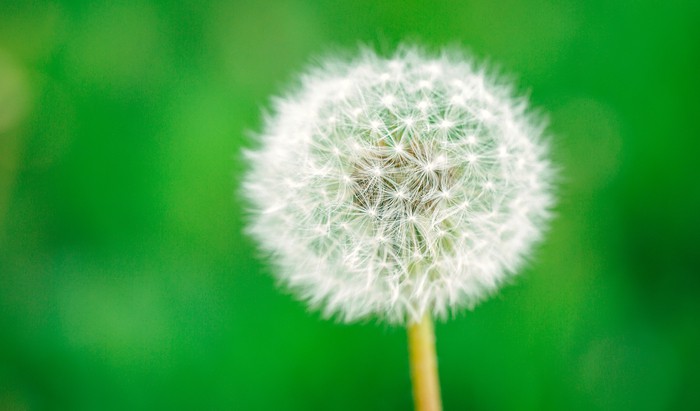 Allergies that start in adulthood
