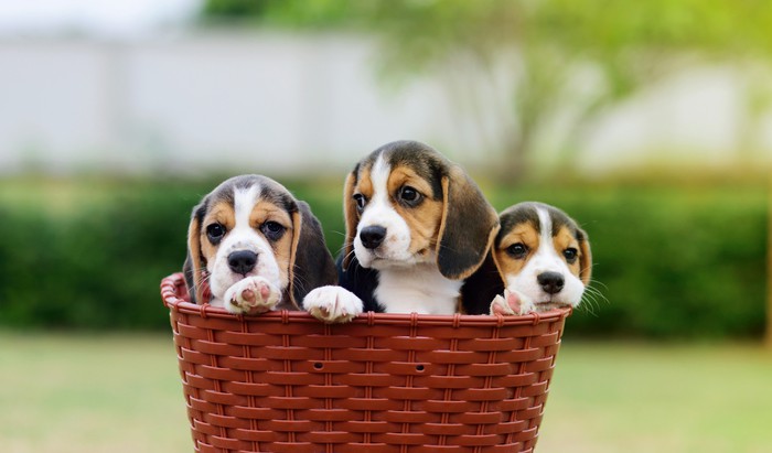 Canine lungworm doubles in four years