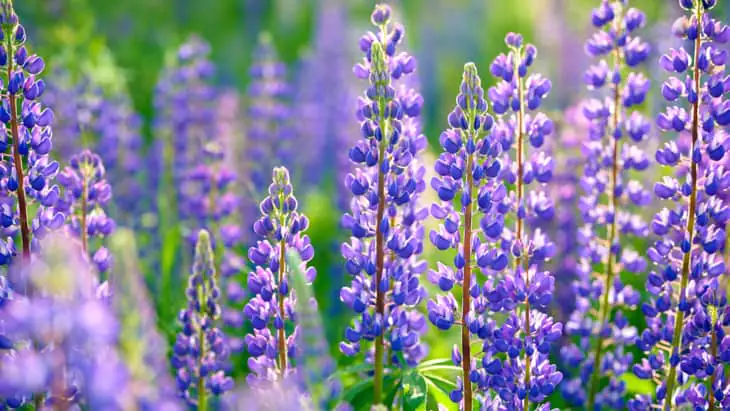 Virtual RHS Chelsea Flower Show 2020
