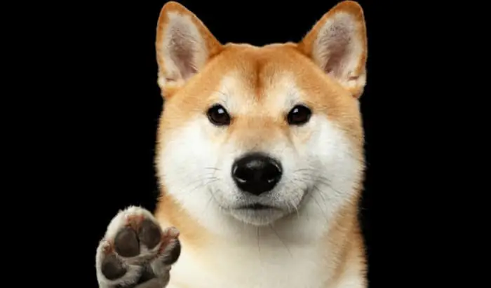 How to help your dog if they get a thorn in their paw