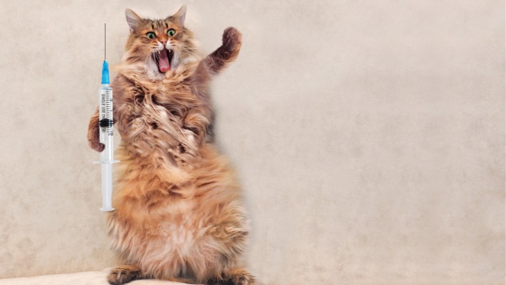 What the vet needs to know in an emergency