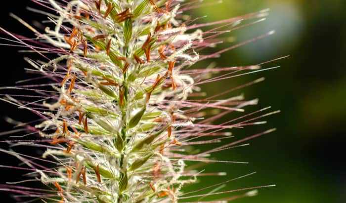 Micronutrition ameliorates allergy symptoms