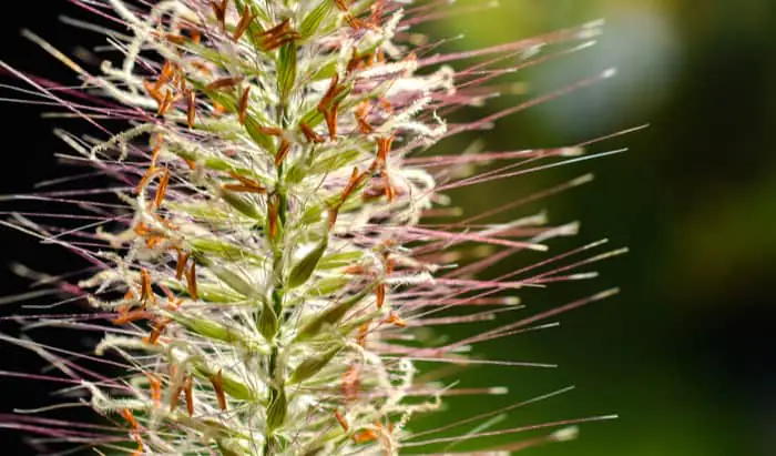 Micronutrition ameliorates allergy symptoms