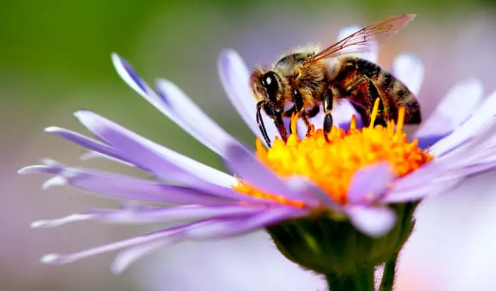 Venom from honeybees kills breast cancer cells