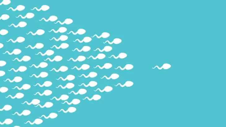 ‘Old’ sperm produces healthier offspring