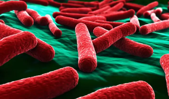 Scientists have pin-pointed a gene that helps deadly E. coli bacteria evade antibiotics