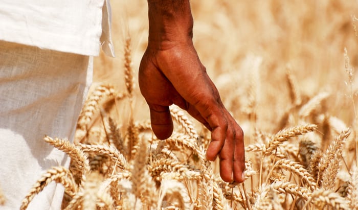 Major food-security investigation in aid to Africa
