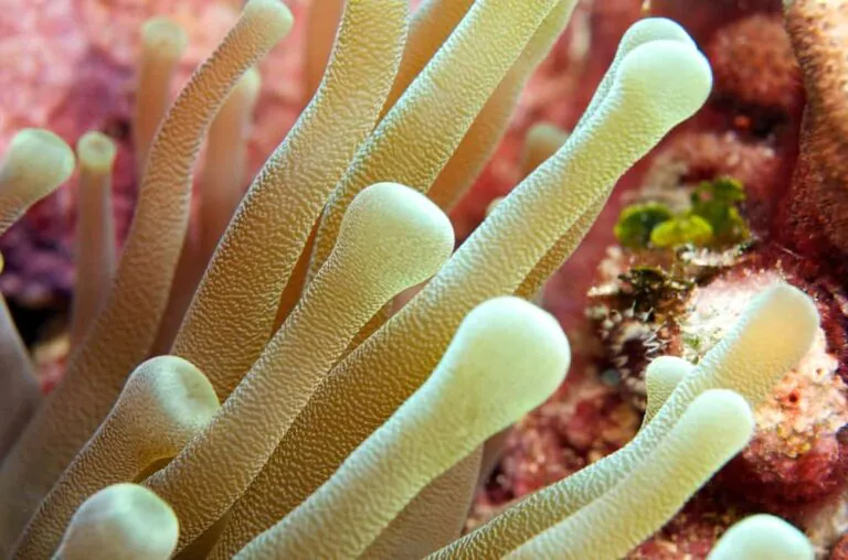 Blood tests could predict bowel cancer return