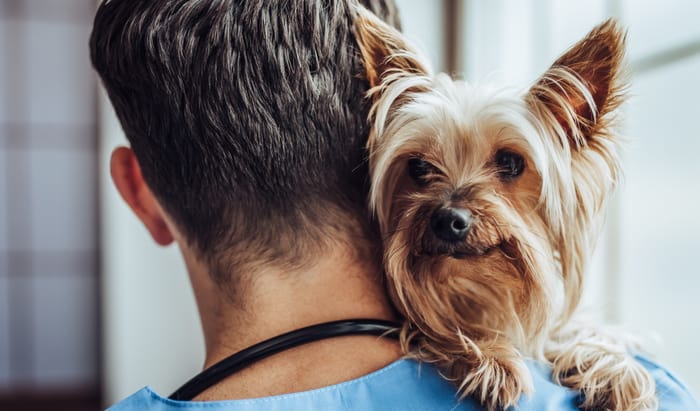 When to go to the vet