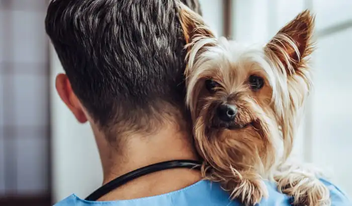 When to go to the vet vet
