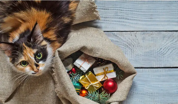 How to have a pet friendly Christmas pet