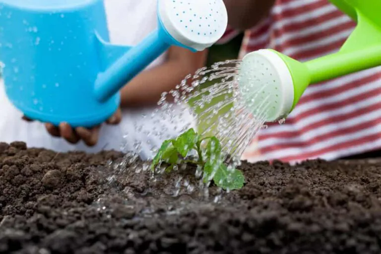 Growing vegetables helps children choose healthy diet