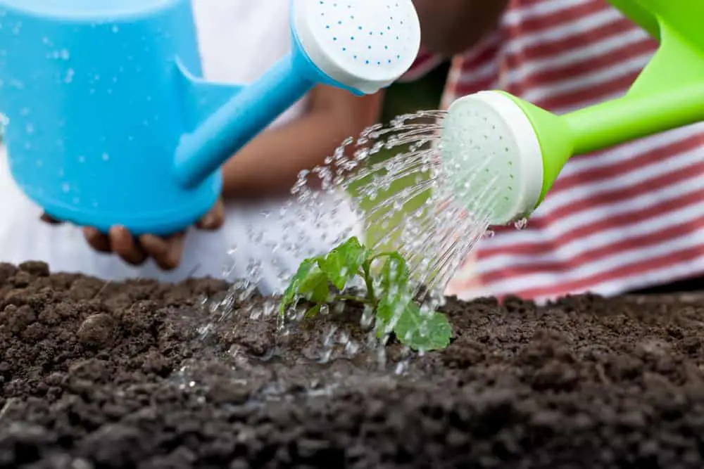 Growing vegetables helps children choose healthy diet