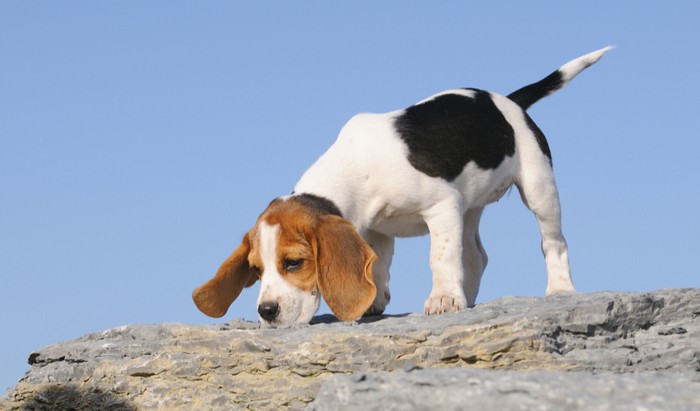 Bio-detection dogs
