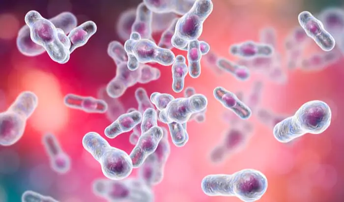 Why ‘poo’ transplants effectively treat C. difficile C. difficile
