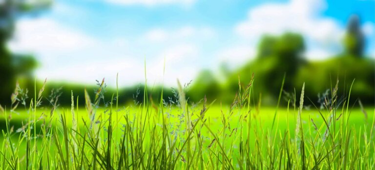 Chronic hepatitis B: vaccine against grass pollen allergy potential treatment