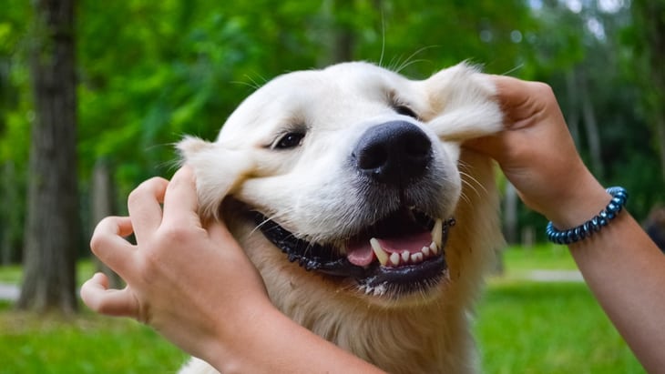 Links between animal and human health