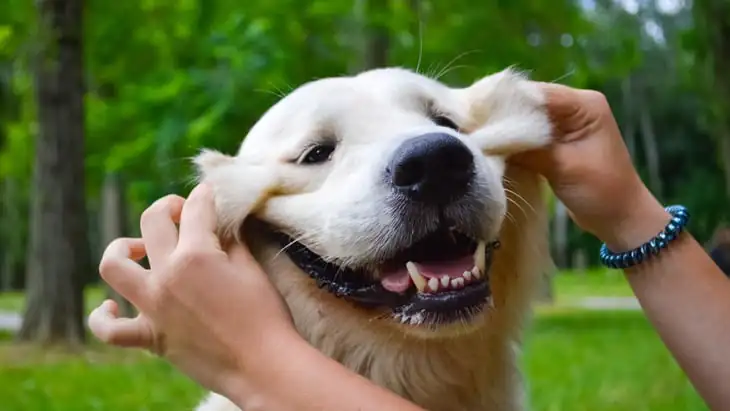 Links between animal and human health