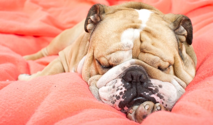 All you need to know about snoring