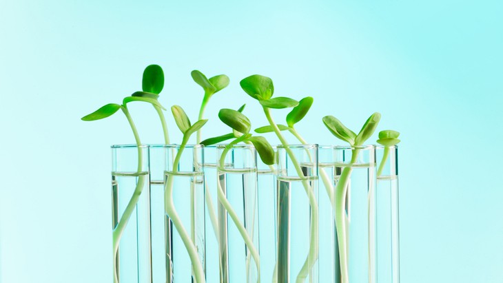 Plant-based vaccine for polio