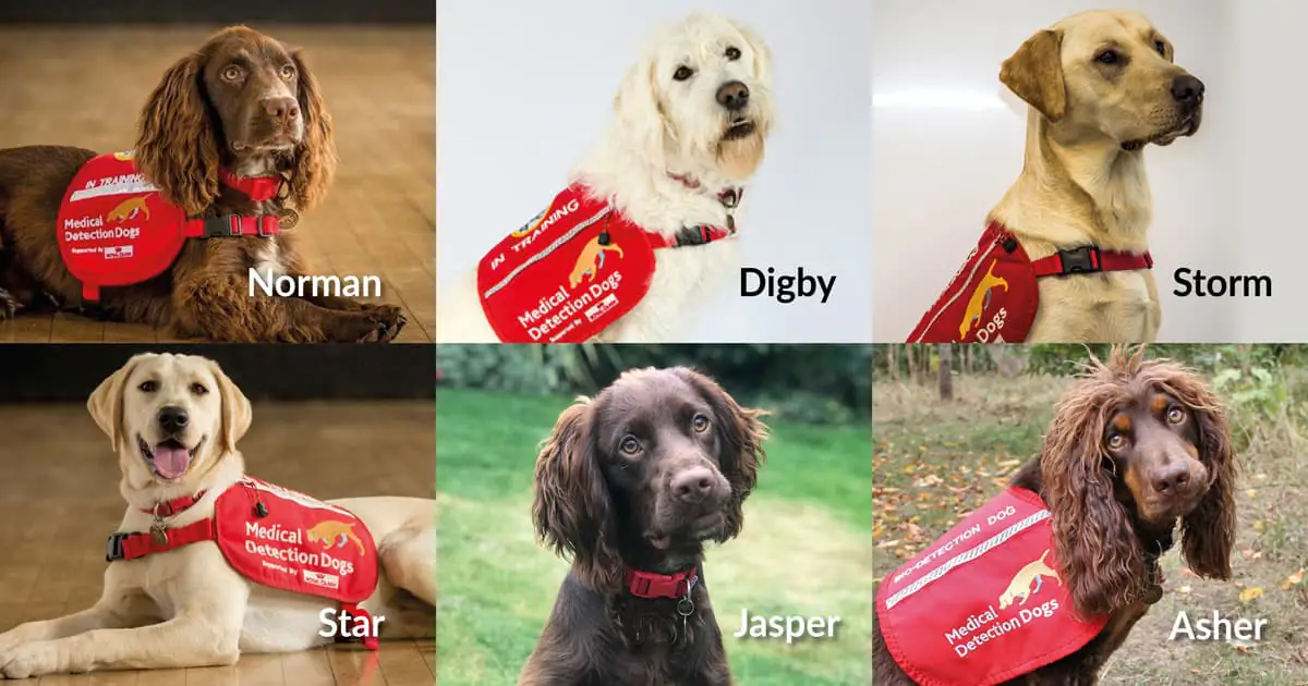 Covid-19 canine detectives