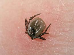 tick, lyme disease, first aid, first aid for pets, advice, dog walking