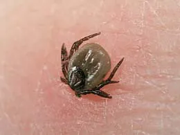tick, lyme disease, first aid, first aid for pets, advice, dog walking