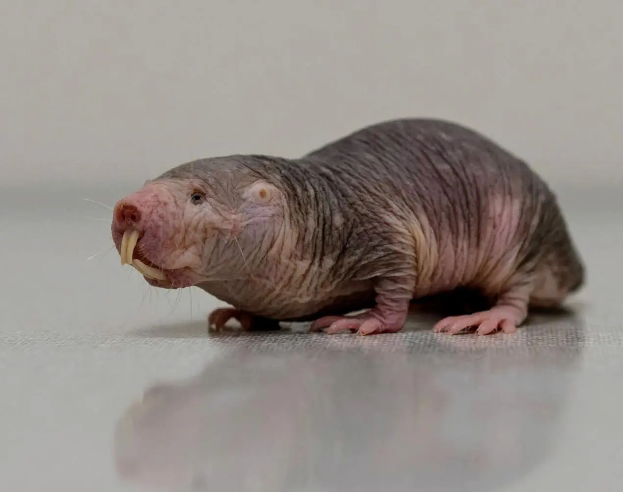 naled mole rat 1 naled mole rat 1